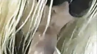 Miku vieille grand mere cochonne Haruno en tenue de femme de ménage se fait caresser avec un vibromasseur